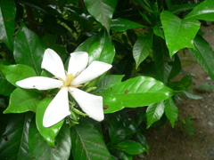 白く強く静かに