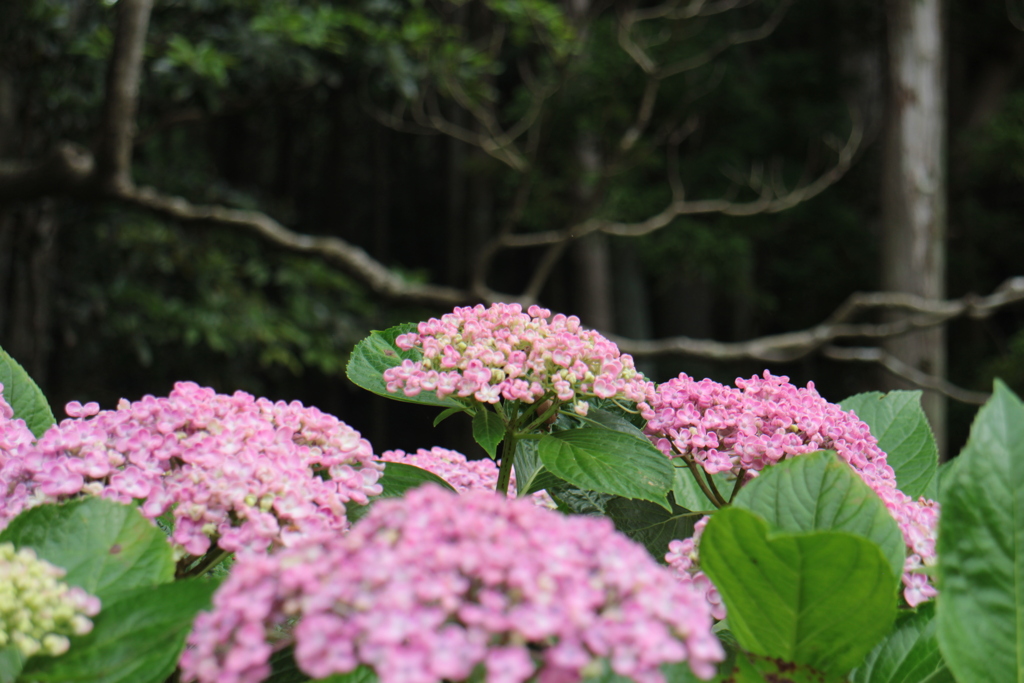 紫陽花2