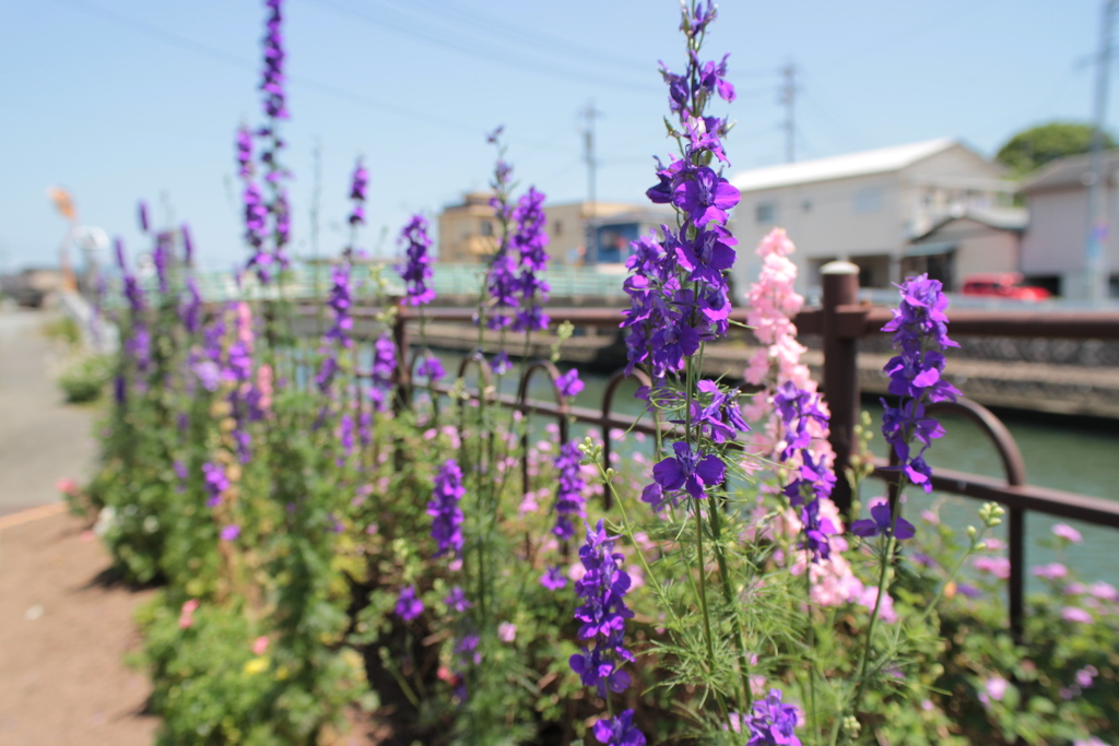 川沿いの花壇