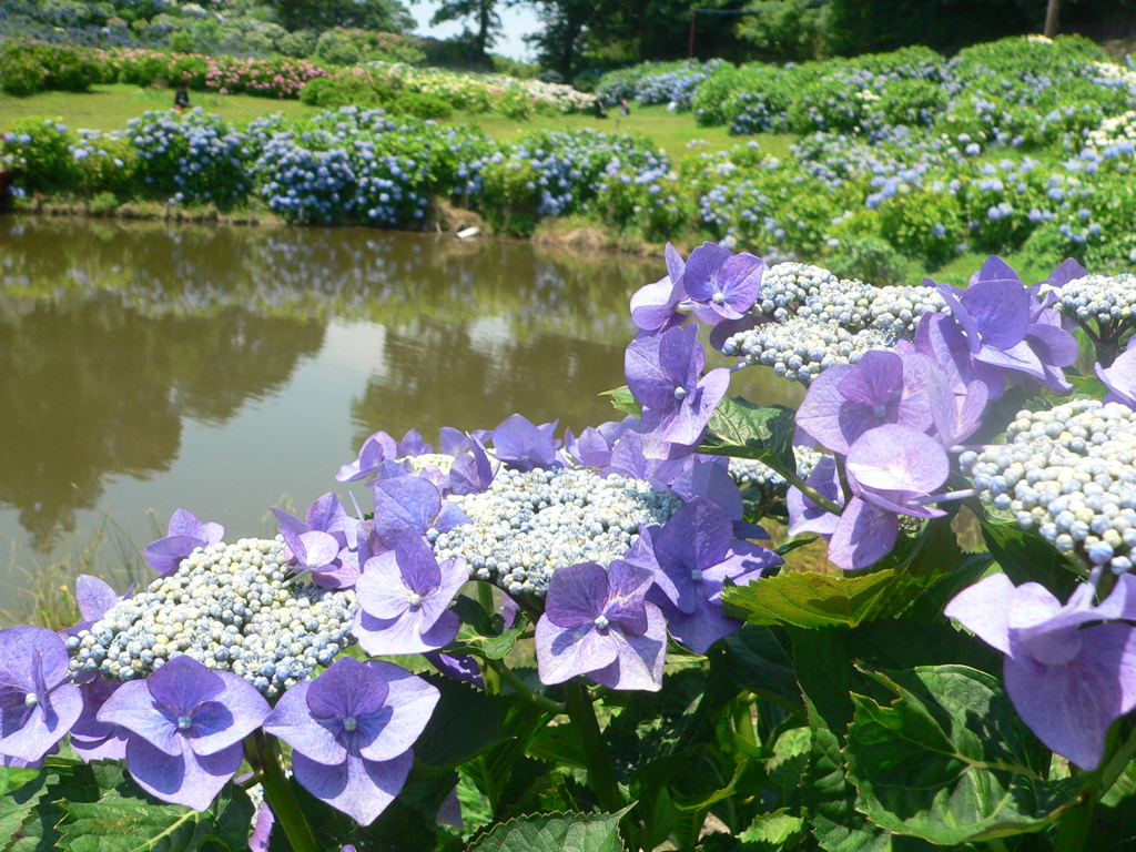 池の周りのおしゃべり