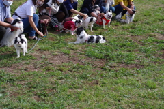 狆の小金井公園お散歩友の会(20211010)