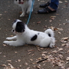 狆の小金井公園お散歩友の会(20211010)