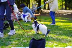 狆の小金井公園お散歩友の会(20210411)