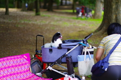 狆の小金井公園お散歩友の会(20210613)