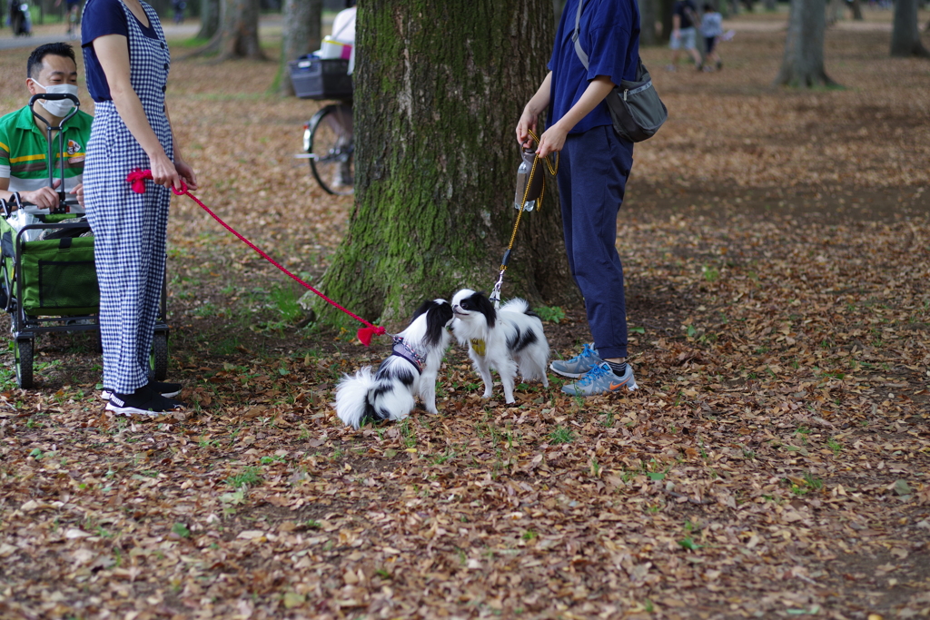 狆の小金井公園お散歩友の会(20211010)