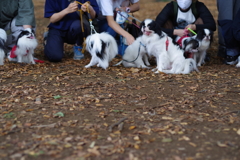 狆の小金井公園お散歩友の会(20211010)