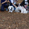 狆の小金井公園お散歩友の会(20211010)