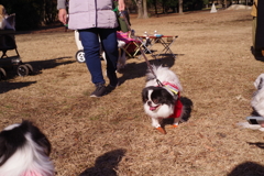 狆の小金井公園お散歩友の会(20220109)