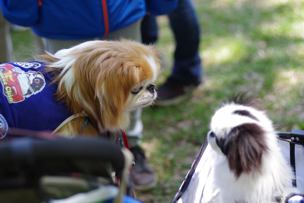 狆の小金井公園お散歩友の会(20210411)