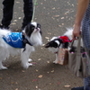 狆の小金井公園お散歩友の会(20211010)