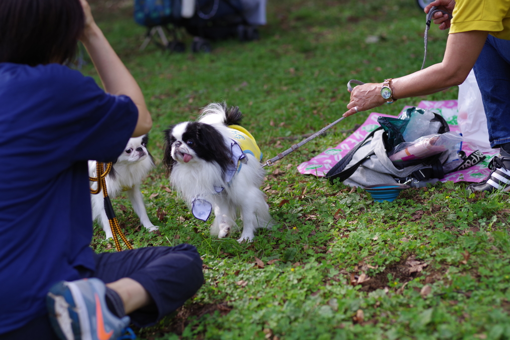 狆の小金井公園お散歩友の会(20211010)