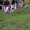 狆の小金井公園お散歩友の会(20211010)