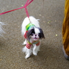 狆の小金井公園お散歩友の会(20210613)