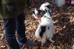 狆の小金井公園お散歩友の会(20211212)