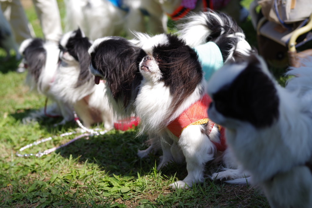 狆の小金井公園お散歩友の会(20210411)