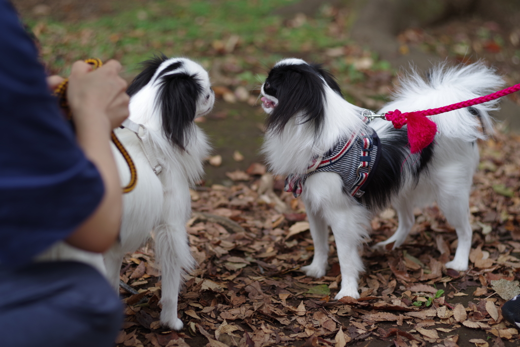 狆の小金井公園お散歩友の会(20211010)