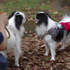 狆の小金井公園お散歩友の会(20211010)