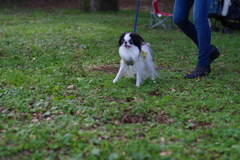 狆の小金井公園お散歩友の会(20211010)