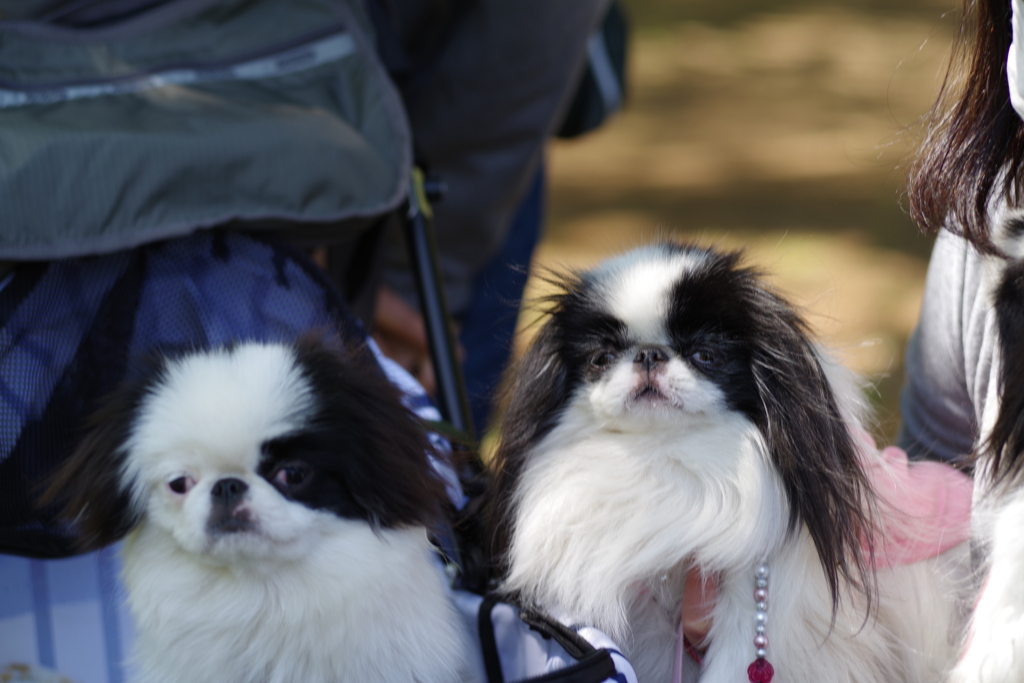 狆の小金井公園お散歩友の会(20210411)