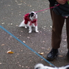狆の小金井公園お散歩友の会(20211010)
