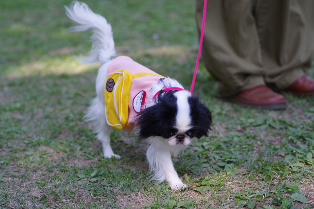 狆の小金井公園お散歩友の会(20210411)