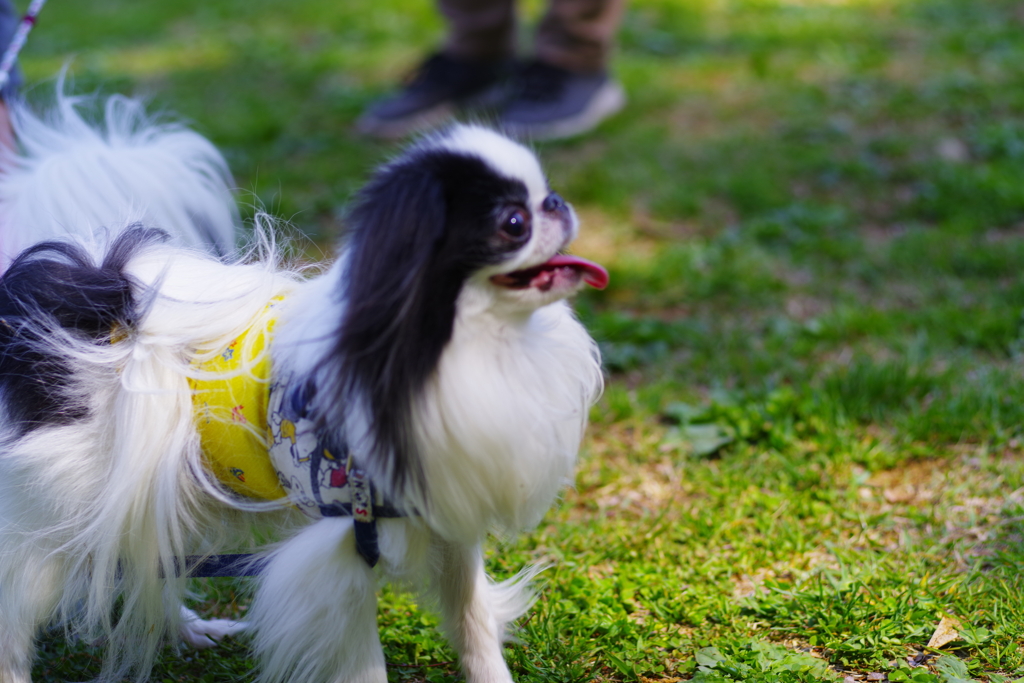 狆の小金井公園お散歩友の会(20210411)