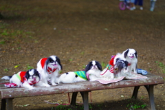 狆の小金井公園お散歩友の会(20210613)