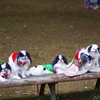狆の小金井公園お散歩友の会(20210613)