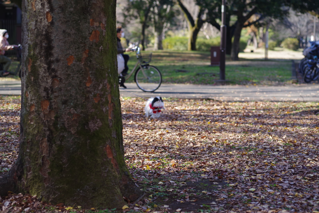 狆の小金井公園お散歩友の会(20211212)