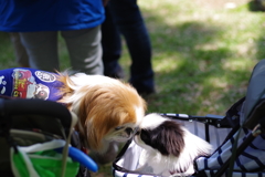 狆の小金井公園お散歩友の会(20210411)