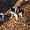 狆の小金井公園お散歩友の会(20211212)