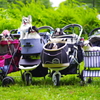 狆の小金井公園お散歩友の会(20210613)