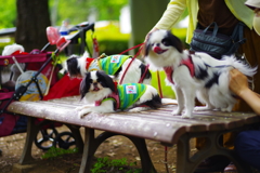 狆の小金井公園お散歩友の会(20210613)