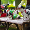 狆の小金井公園お散歩友の会(20210613)