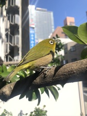 メジロ
