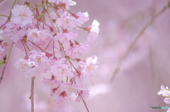 枝垂れ桜の色