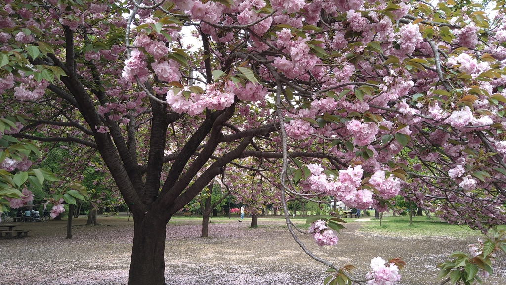 公園の八重桜 by 濱西慎一