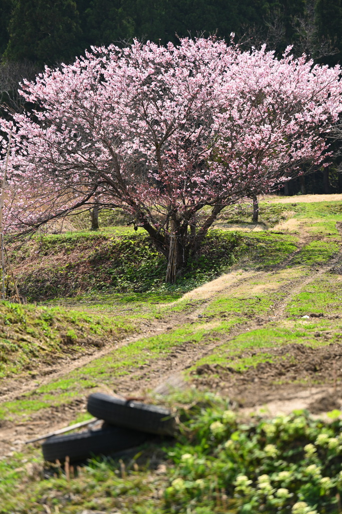 里山