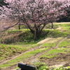 里山