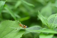 やばい虫