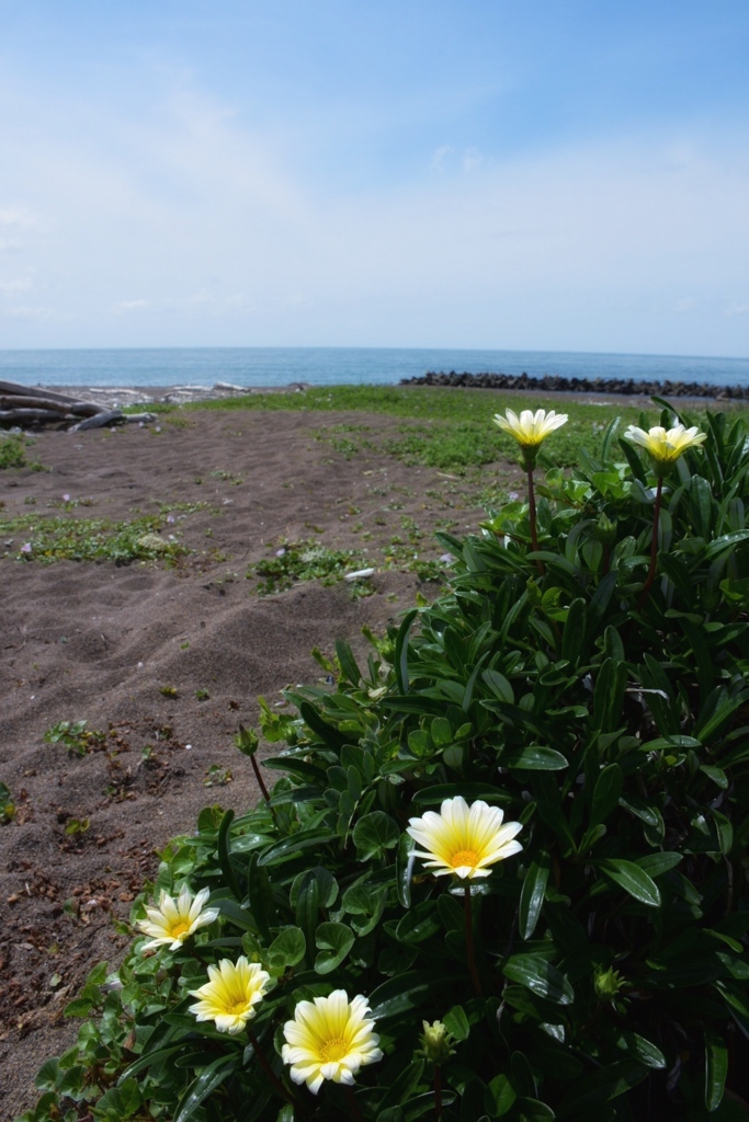 海辺の彩り