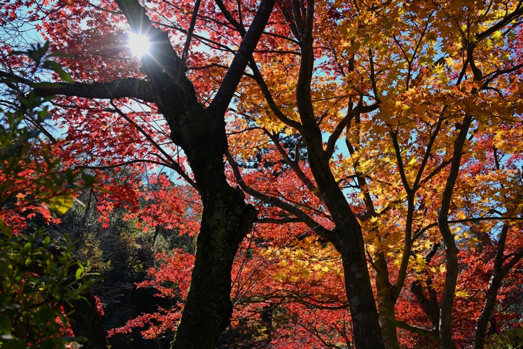 秋の彩り