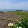 海辺の彩り②