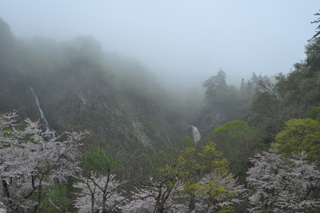 春雨