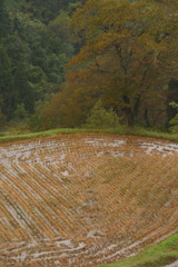 秋の葉桜