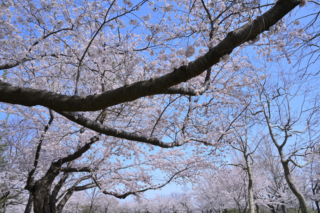 枝ぶり
