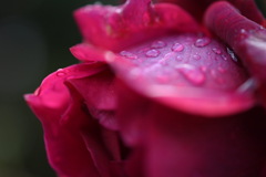 薔薇×秋雨