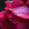 薔薇×秋雨