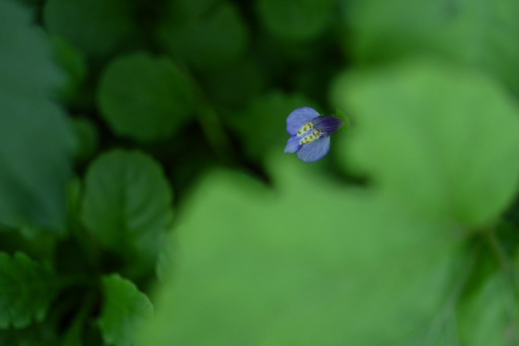 隠れて咲く