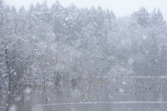 雪の野池